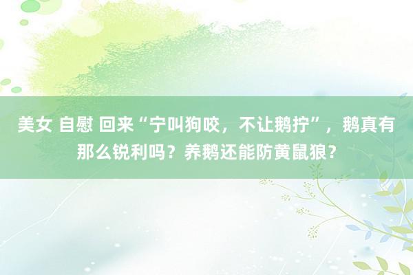美女 自慰 回来“宁叫狗咬，不让鹅拧”，鹅真有那么锐利吗？养鹅还能防黄鼠狼？